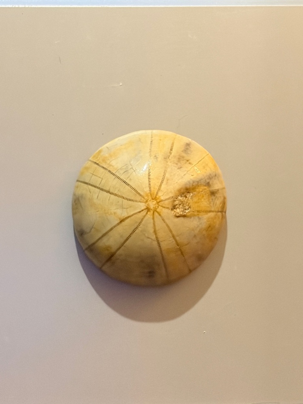 Lucky Fossilized Sand Dollar - Natural Sea Specimen